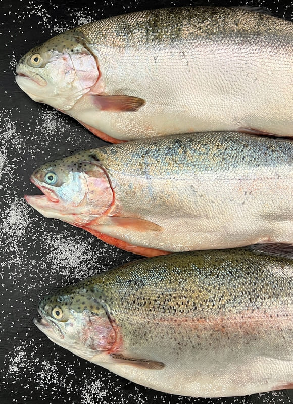 TS_Katse_Three_Pristine_Trout